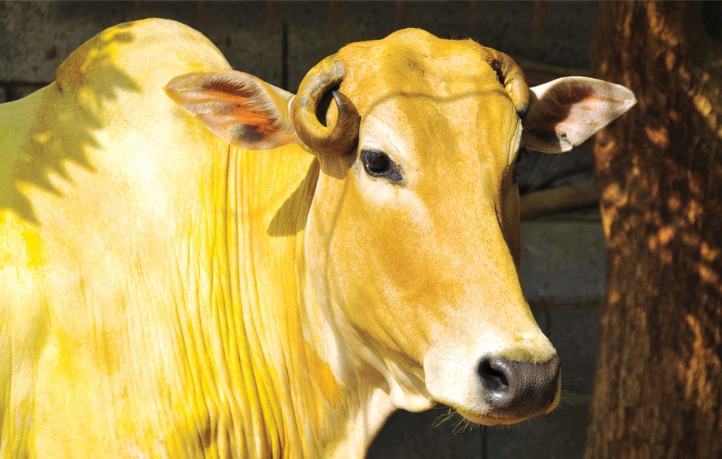 aw_yellow_cow_editions_1