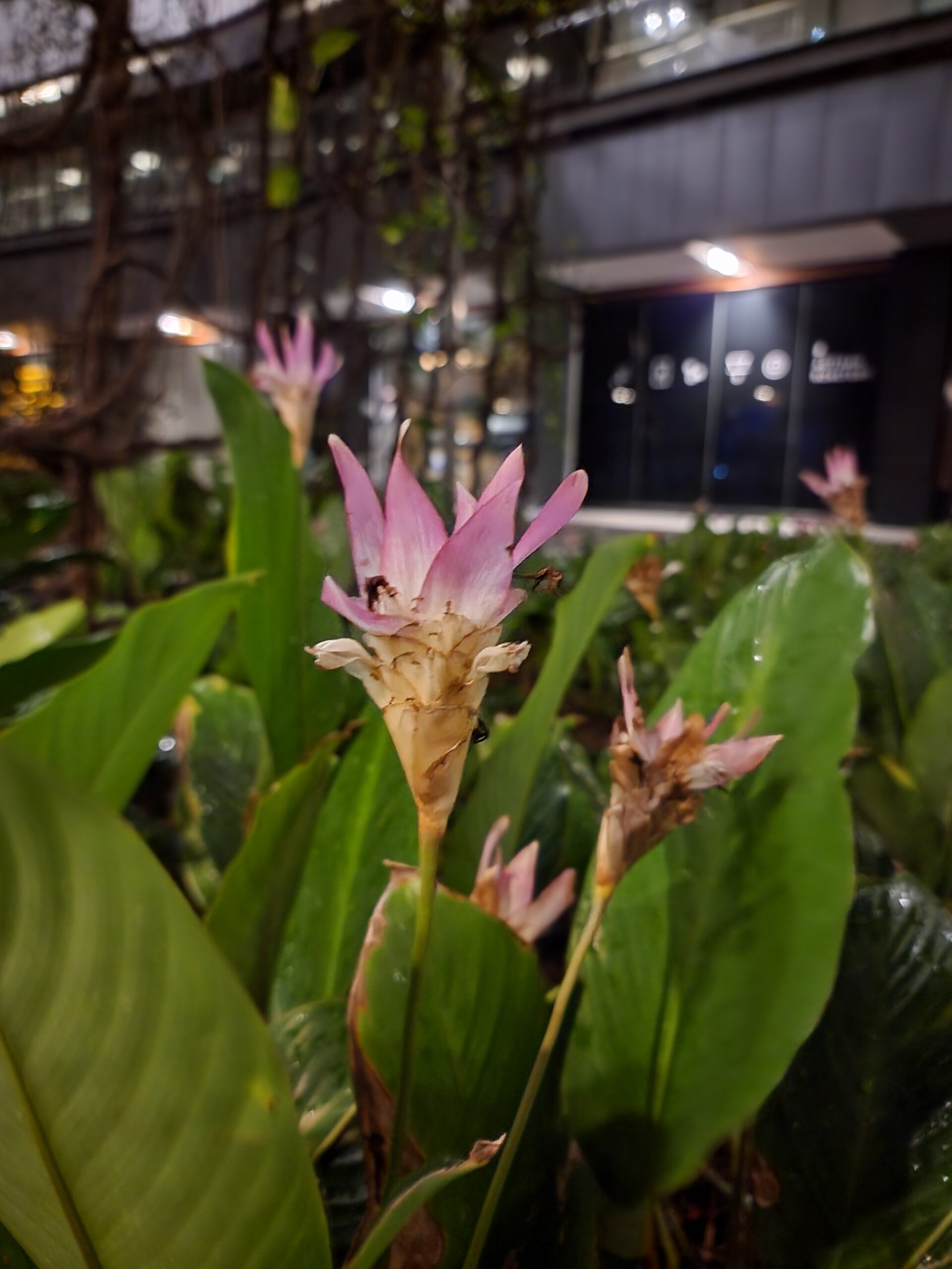 Samsung Galaxy S22 Ultra上手体验:盛大回归的Note要素,近乎无死角的机皇体验! 33 夜景后 3 scaled