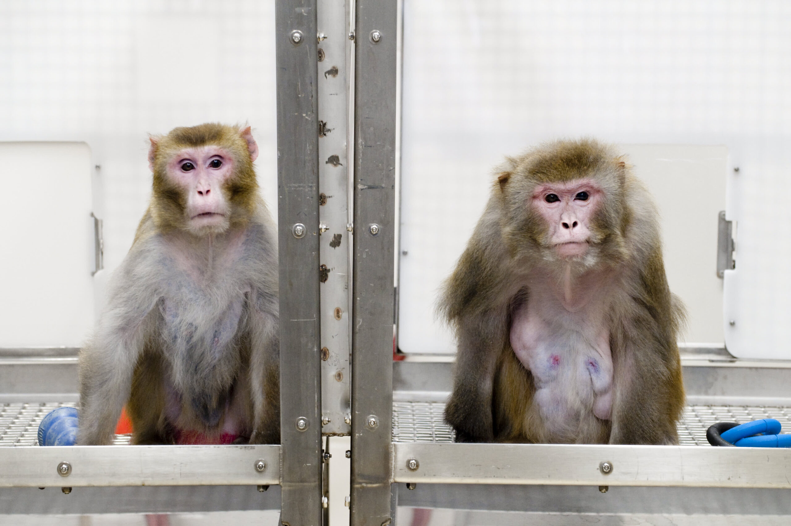Neuralink 猴子实验