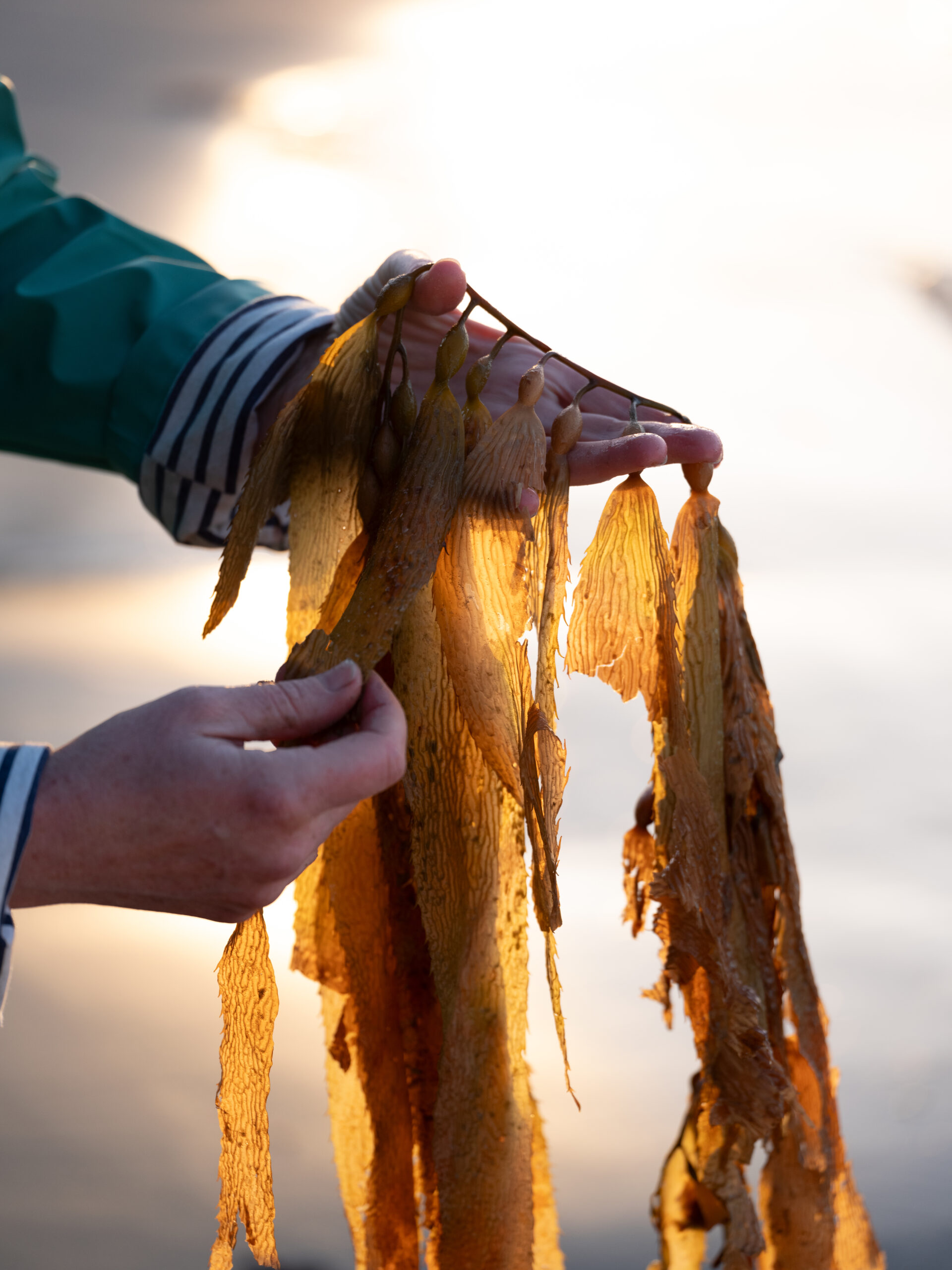 Help giant kelp with AI Google CSIRO Anusyua Wilis 77 scaled