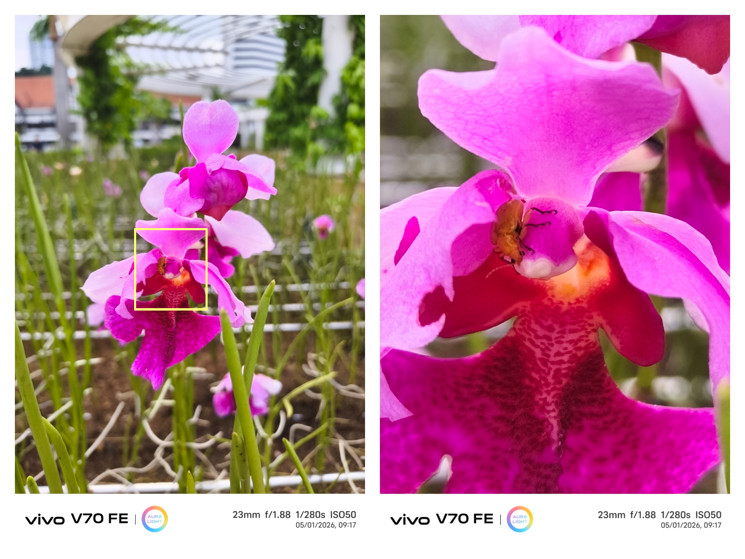一路 “紫” 到细节!vivo V70 FE 200MP 超清主摄,放大再裁切依然清晰,轻松拍出 Muse Purple! 💜📸 7 IMG 20260407 152739 Copy