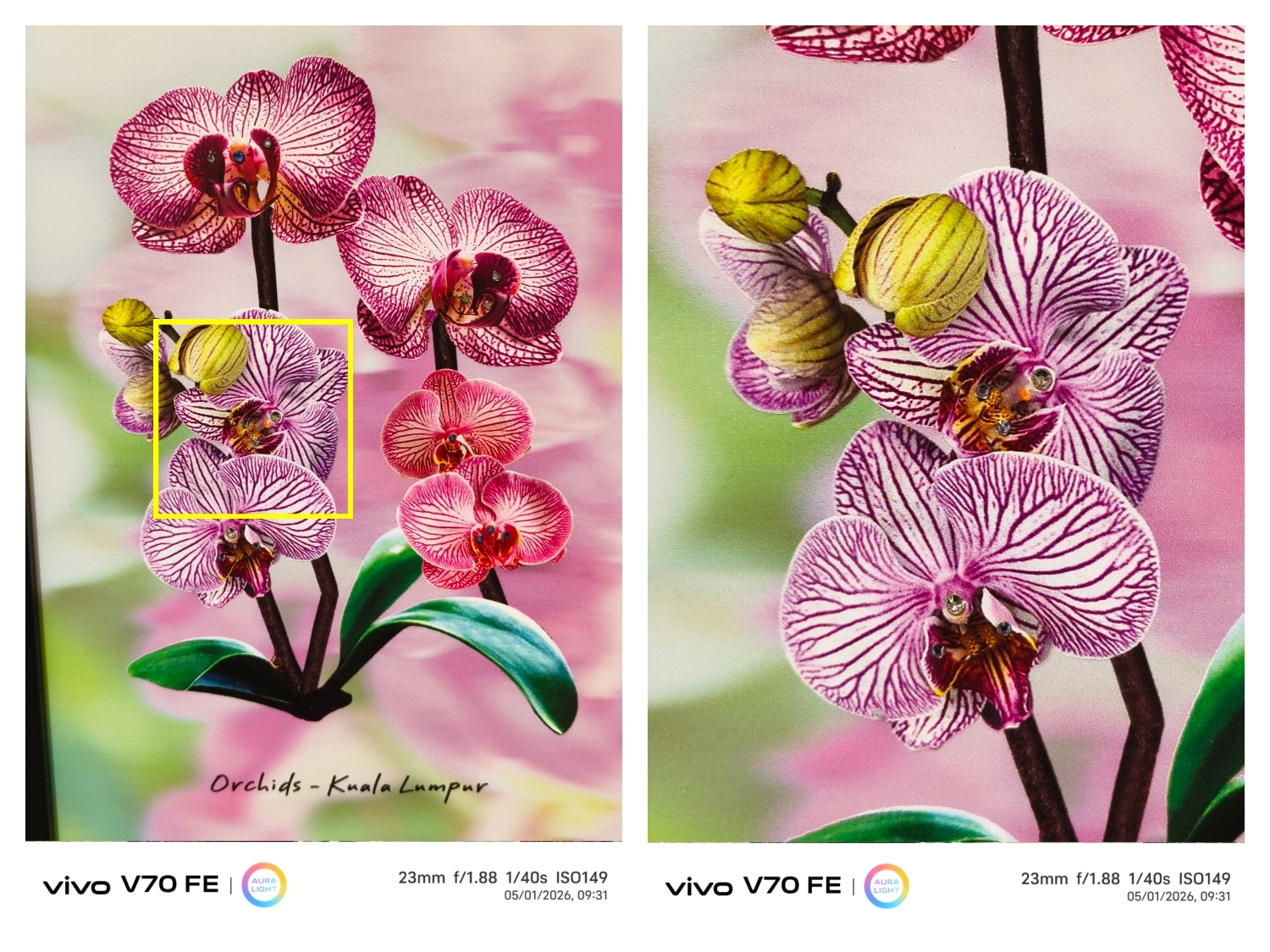 一路 “紫” 到细节!vivo V70 FE 200MP 超清主摄,放大再裁切依然清晰,轻松拍出 Muse Purple! 💜📸 9 IMG 20260407 152805 Copy