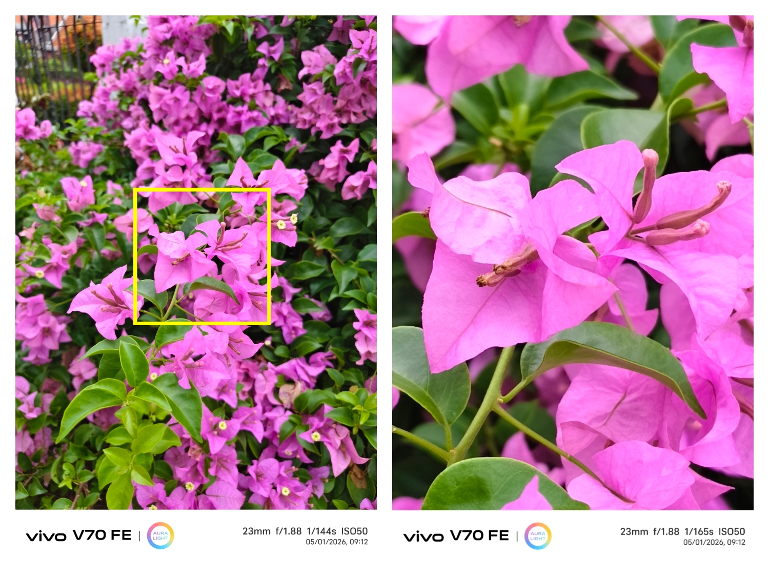 一路 “紫” 到细节!vivo V70 FE 200MP 超清主摄,放大再裁切依然清晰,轻松拍出 Muse Purple! 💜📸 8 IMG 20260407 153337 Copy